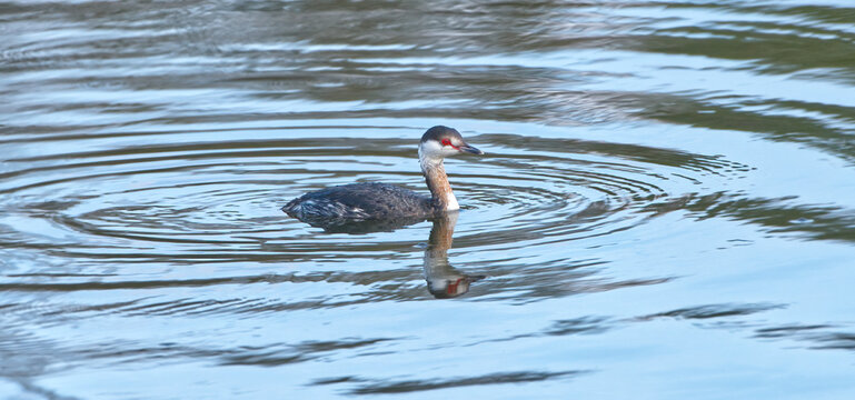 horned grebe (Podilymbus podiceps) with non breeding plumage, swimming in pond, feather detail