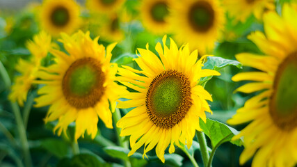 Sunflower