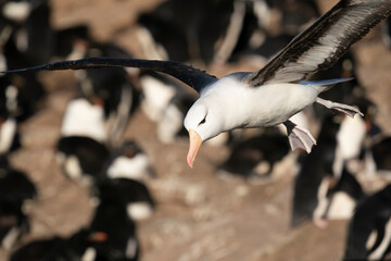 The black-browed albatross (Thalassarche melanophris)