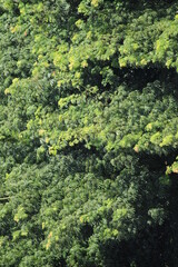 treetops within the green forest