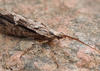 Eine Köcherfliege auf einem Stein, gut getarnt, Trichoptera