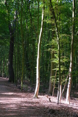 Obraz premium Wald