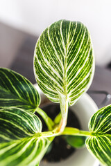 Philodendron birkin house plant in a pot