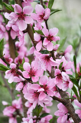 A peach blossoms on a tree branch
