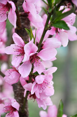 A peach blossoms on a tree branch