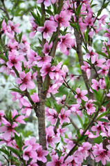 A peach blossoms on a tree branch
