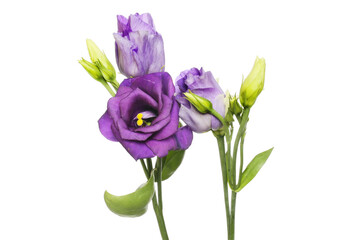 Lisianthus flowers and buds