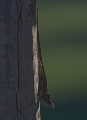 male cuban brown anole (Anolis sagrei) on fence post showing defensive and territorial crest