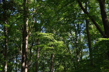 Fototapeta premium Wald