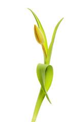 Single tulip bud