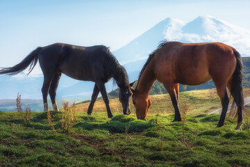 Fototapeta na wymiar Horses in the Elbrus region on Dzhily Su. Caucasus