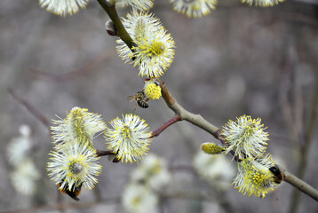 Flowering branch of willow (Salix caprea)