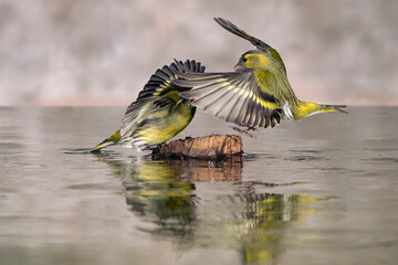 LÚGANO AVE SPINUS SPINUS PELEANDO EN AGUA