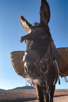 burro de frentecon alforjas