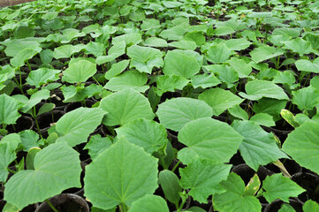 Growing seedlings of cucumbers in plastic pots