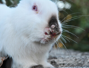 Sick rabbit for myxomatosis © orestligetka