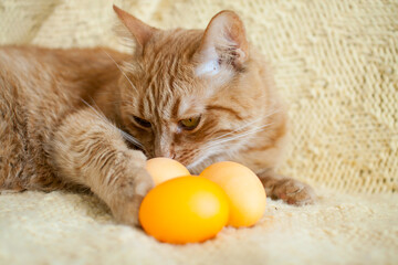 Fototapeta na wymiar funny fat ginger cat holding orange painted eggs for easter. High quality photo