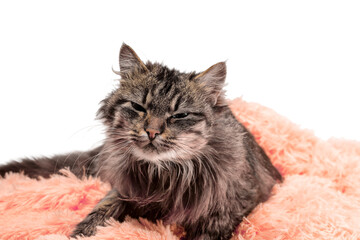 Naklejka premium fluffy cat lying in orange artificial fur on a white background