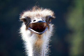 Ostrich with open mouth close up