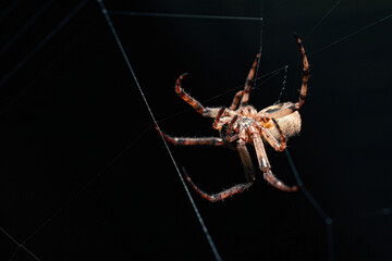 Spider hanging on a cobweb close up
