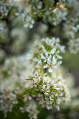 Blooming pear tree branch closeup in spring garden.