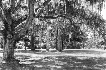 Oak trees dripping with moss black and white