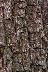 Fototapeta premium bark of a tree that is more than 100 years old