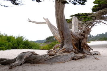 Obraz premium Bäume