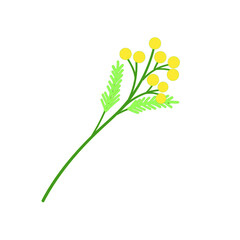 Yellow flower Sesbania brunch mimosa