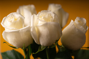Bouquet of white roses on a yellow background. Selective focus.