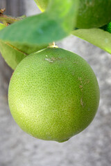 green lime with leaf