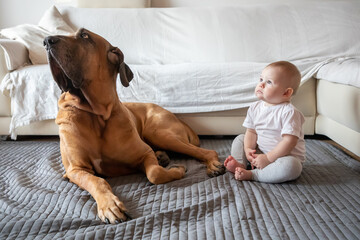 Little girl playing with big dog in home living room in white color. Dog is fila brasileiro breed. The concept of lifestyle, childhood, upbringing and family