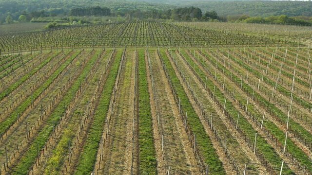 Le vignoble des hautes cotes de nuits vue par un drone