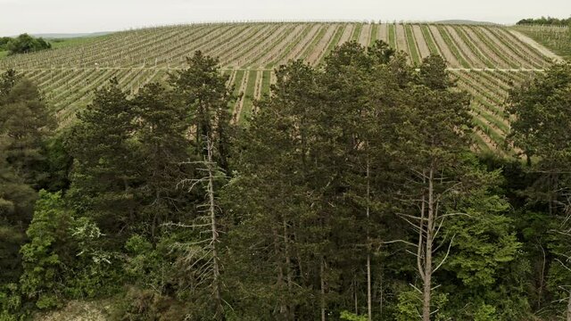 Vignoble des hautes cotes de nuits en bourgogne