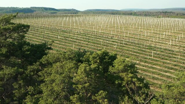 Vignoble des hautes cotes de nuits en bourgogne