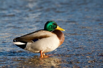 Beautiful male Mallard duck at sundown
