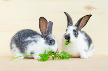 two little baby rabbit, bunny eating lettuce leaves and carrot. food for rodent, pet. happy easter concept. copy space, place for text