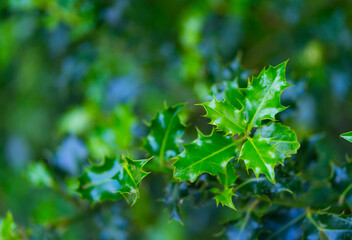 European Holly (Ilex aquifolium) leaves, Countryside in Matienzo, Ruesga Municipality, Cantabria, Spain, Europe