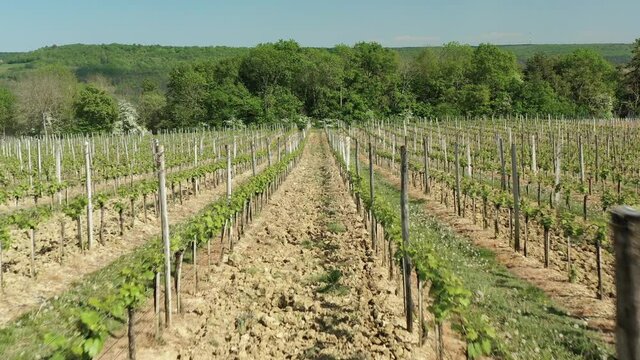 Vignoble des hautes cotes de nuits en bourgogne