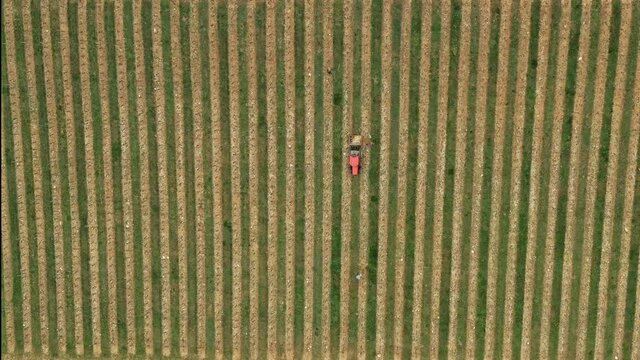 Labours dans le vignoble des hautes cotes du nuits en bourgogne