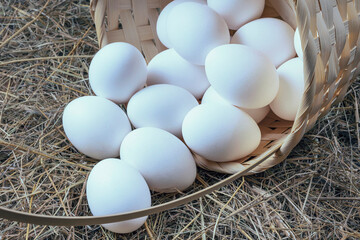 a lot of fresh chicken eggs in a straw basket on a background of hay. Healthy eating concept