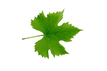 grape leaf isolated on white background
