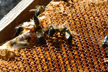 Abejas