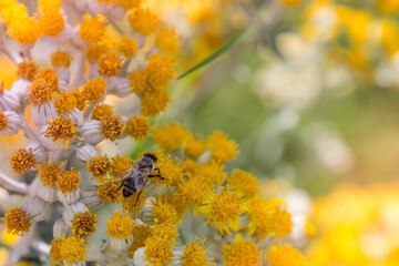 bee on yellow flowers
