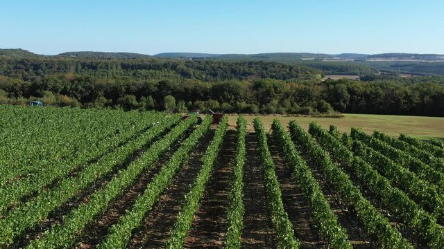 Vignoble des hautes Cotes de Nuits