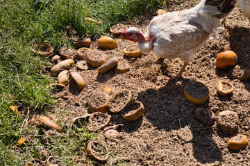 Chicken eating in the garden.