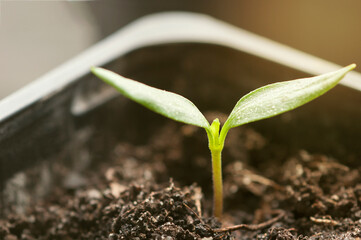 one small pepper seedling,