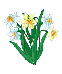 Spring flowers. A bouquet of delicate blue and yellow daffodils in a cartoon style. Stock vector illustration Isolated on white background.