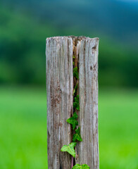 Ivy on the pole, Countryside in Matienzo, Ruesga Municipality, Cantabria, Spain, Europe