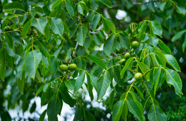 Obraz premium Walnuts in the tree, Countryside in Matienzo, Ruesga Municipality, Cantabria, Spain, Europe